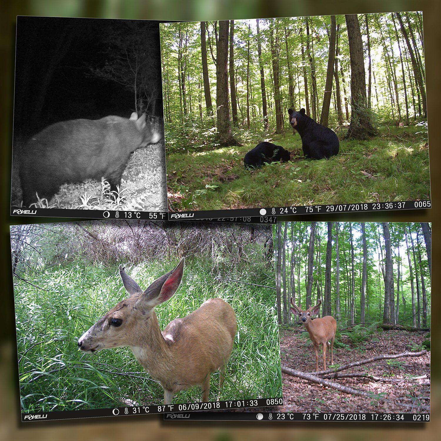 Trail Camera Software For Mac